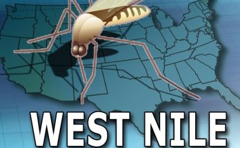 Surge in West Nile Virus Cases: Over 3,000 Mosquitoes Test Positive in Southern Nevada